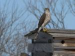 Coopers or sharp shinned hawk