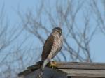 Coopers/or sharp shinned hawk