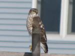 Coopers or sharp shinned hawk