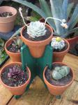 5 pot stand with succulents