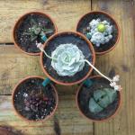 5 pot with succulents top view