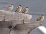 Sparrows in the rain....