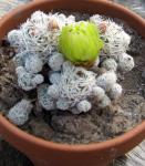 Thimble Cactus