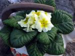 English Primrose - close up