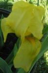 Yellow Iris