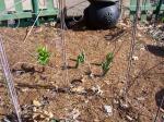 4 Allium and one Fritillaria