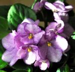 african violet