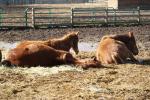 More laying in the sun