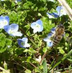 Wildflowers with a Bee