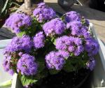 Ageratum Aritst Blue