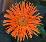 gerbera daisy