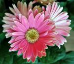 gerbera daisy