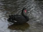 black swan