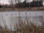 Geese on the lake