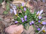 Crocus