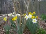 love me some daffies!!!