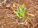 early spring daffodils