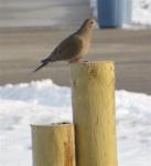 Mourning dove