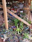 the nursery, cuttings, potted up tubestock, plants waiting to go into ground etc