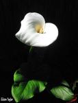 Calla Lily from my garden.