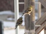 American Goldfinch