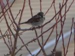 House sparrow