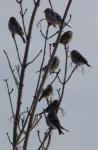 Red polls waiting around...