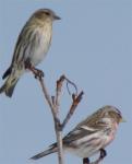 Female and Male common Redpolls