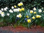 Early and midseason daffodils about finished