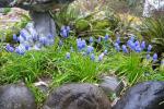 Grape Hyacinth are the next to bloom