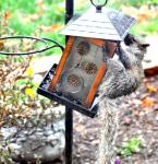  very wet squirrel