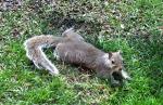 sunbathing squirrel