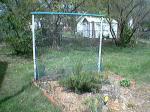 cucumber trellis