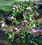 hellebores