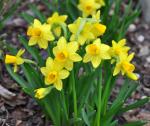 tete-a-tete daffodils