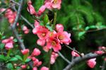 flowering quince