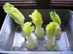 Romaine Lettuce Stalks