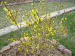 Forsythia! The sign of SPRING!