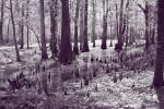 Cypress knees