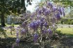 wisteria