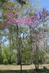 Red Bud tree