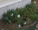 White Ditch Irises