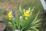 Yellow Irises