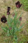 Black Irises