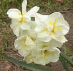 Easter Daffy Bouquet