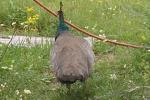 One of two peahens