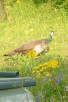 Peahen 01