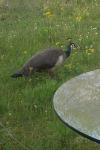 Peahen 002