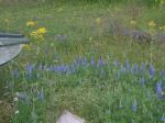 Texas Blue Bonnets