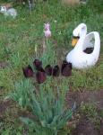 Pink and white Tulips